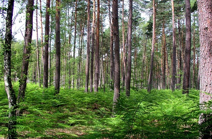 Forêt