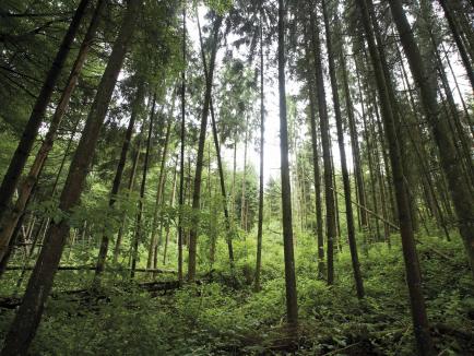 image 3 colonnes forêt